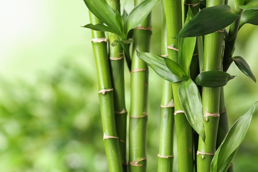 Le bambou : une ressource écologique et renouvelable
